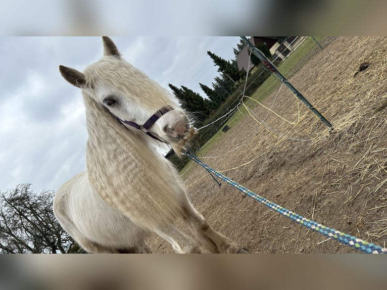 Cob Irlandese / Tinker / Gypsy Vanner Giumenta 4 Anni 145 cm Palomino in Helbra