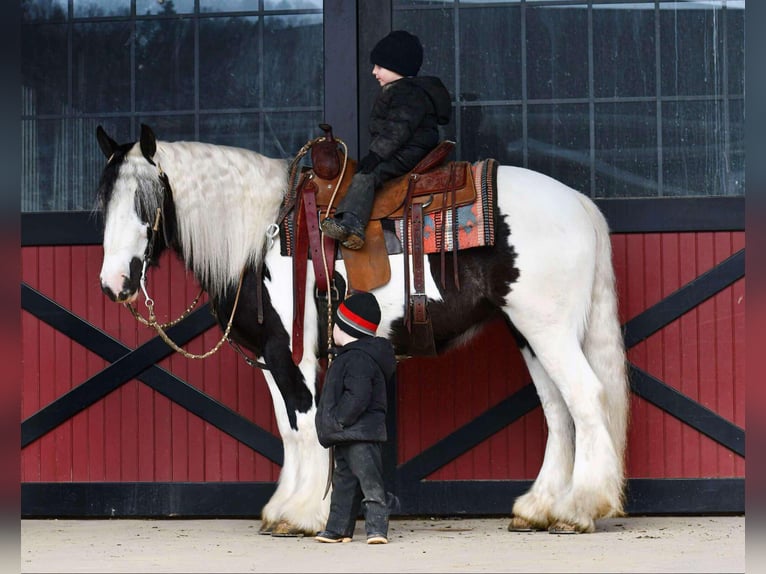 Cob Irlandese / Tinker / Gypsy Vanner Giumenta 4 Anni 145 cm in Howard, PA