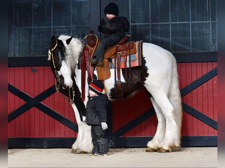 Cob Irlandese / Tinker / Gypsy Vanner Giumenta 4 Anni 145 cm in Howard, PA