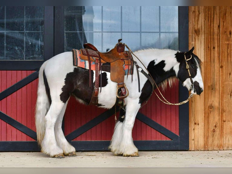 Cob Irlandese / Tinker / Gypsy Vanner Giumenta 4 Anni 145 cm in Howard, PA