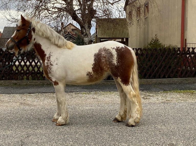 Cob Irlandese / Tinker / Gypsy Vanner Mix Giumenta 4 Anni 145 cm Pezzato in Jennersdorf