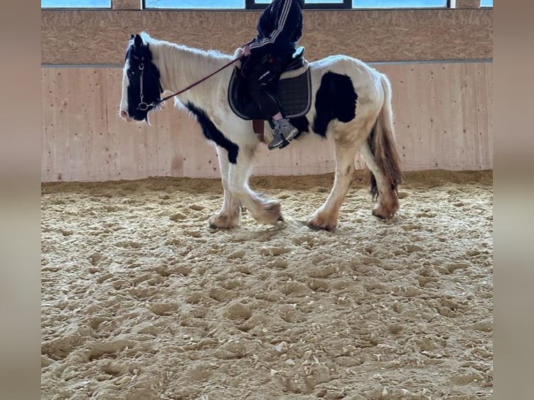 Cob Irlandese / Tinker / Gypsy Vanner Giumenta 4 Anni 145 cm Pezzato in Hillesheim