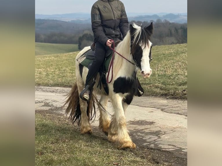 Cob Irlandese / Tinker / Gypsy Vanner Giumenta 4 Anni 145 cm Pezzato in Hillesheim