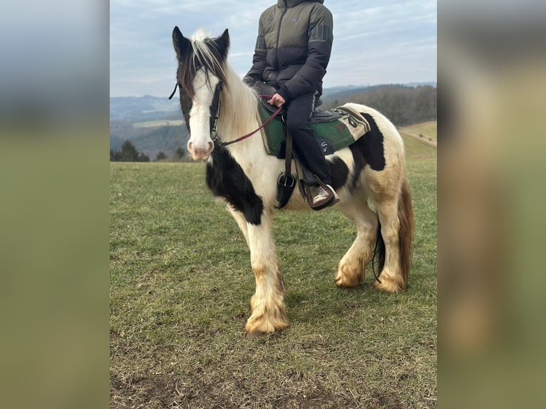 Cob Irlandese / Tinker / Gypsy Vanner Giumenta 4 Anni 145 cm Pezzato in Hillesheim