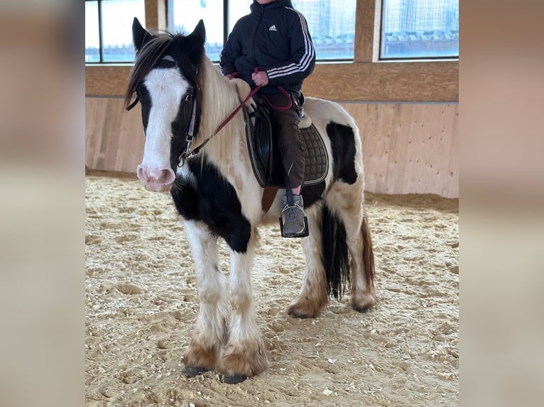 Cob Irlandese / Tinker / Gypsy Vanner Giumenta 4 Anni 145 cm Pezzato in Hillesheim