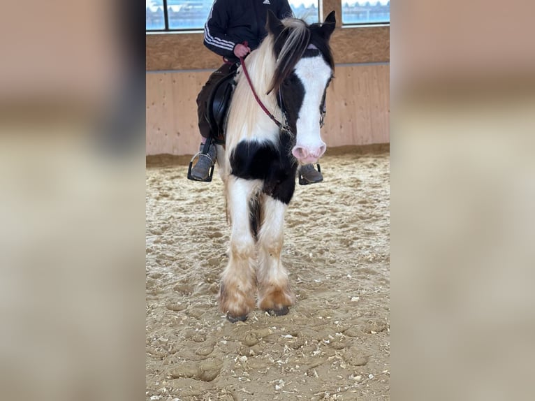 Cob Irlandese / Tinker / Gypsy Vanner Giumenta 4 Anni 145 cm Pezzato in Hillesheim