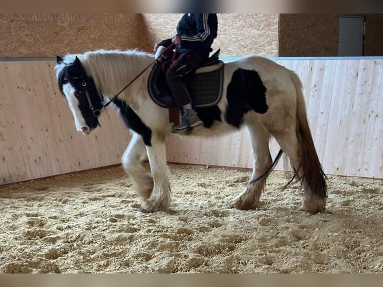 Cob Irlandese / Tinker / Gypsy Vanner Giumenta 4 Anni 145 cm Pezzato in Hillesheim