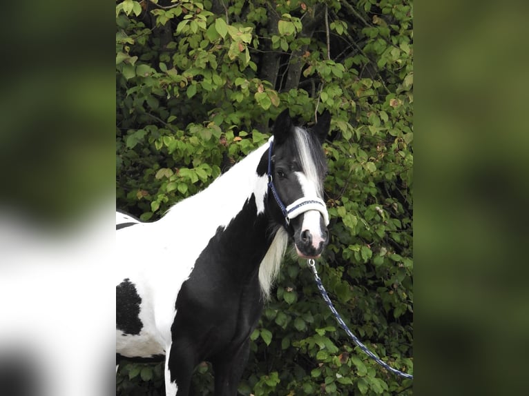 Cob Irlandese / Tinker / Gypsy Vanner Giumenta 4 Anni 145 cm Pezzato in Verl