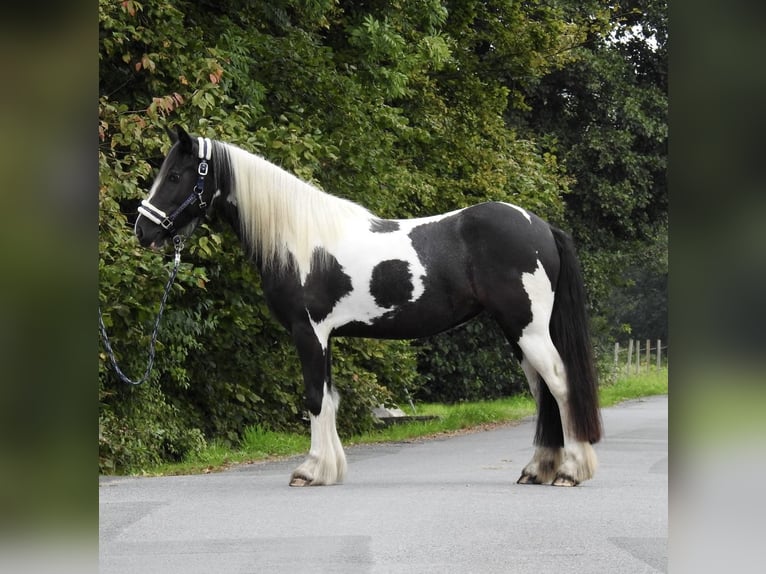 Cob Irlandese / Tinker / Gypsy Vanner Giumenta 4 Anni 145 cm Pezzato in Verl