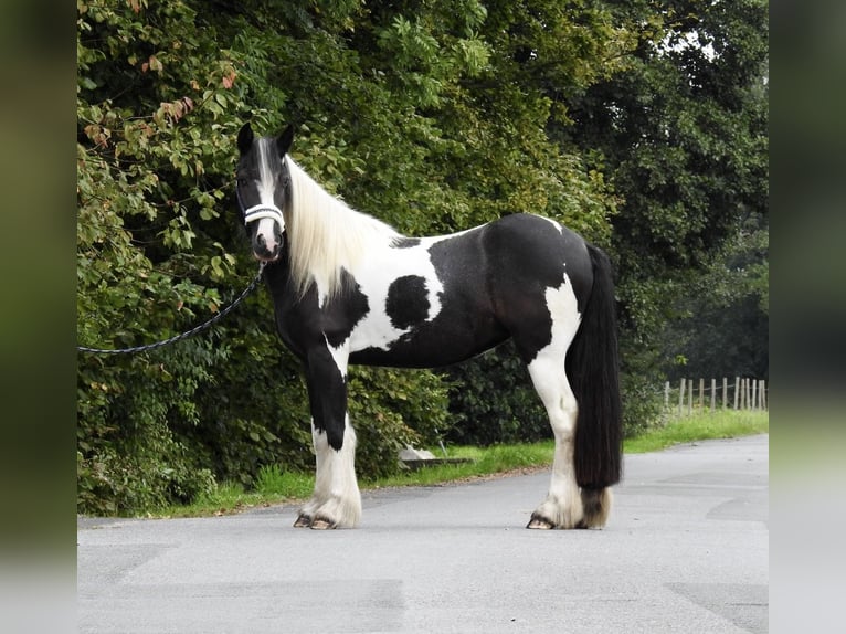 Cob Irlandese / Tinker / Gypsy Vanner Giumenta 4 Anni 145 cm Pezzato in Verl