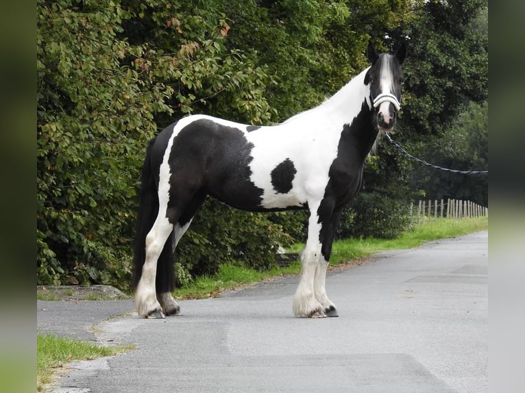 Cob Irlandese / Tinker / Gypsy Vanner Giumenta 4 Anni 145 cm Pezzato in Verl