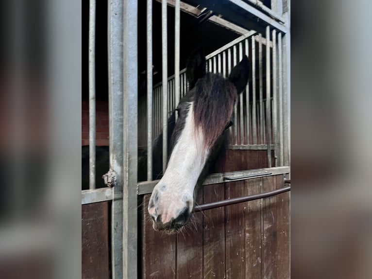 Cob Irlandese / Tinker / Gypsy Vanner Giumenta 4 Anni 147 cm Morello in Nettersheim