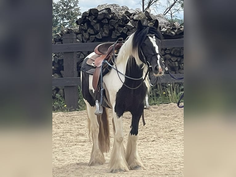 Cob Irlandese / Tinker / Gypsy Vanner Giumenta 4 Anni 148 cm Pezzato in Daleiden