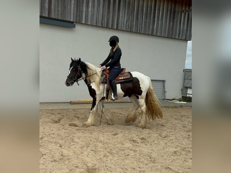 Cob Irlandese / Tinker / Gypsy Vanner Giumenta 4 Anni 148 cm Pezzato in Daleiden