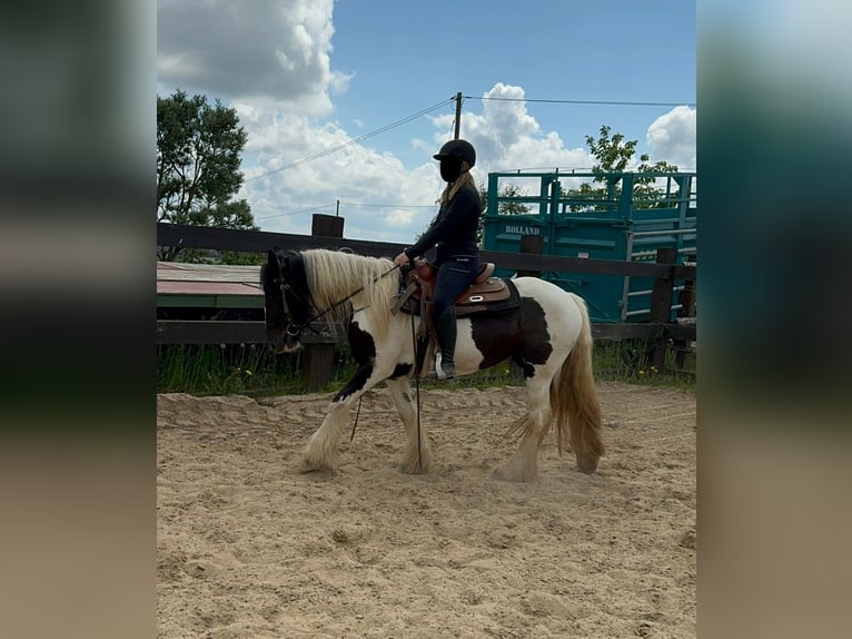 Cob Irlandese / Tinker / Gypsy Vanner Giumenta 4 Anni 148 cm Pezzato in Daleiden