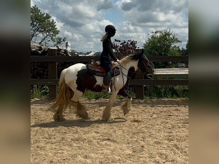 Cob Irlandese / Tinker / Gypsy Vanner Giumenta 4 Anni 148 cm Pezzato in Daleiden