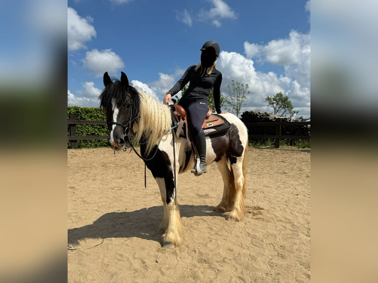 Cob Irlandese / Tinker / Gypsy Vanner Giumenta 4 Anni 148 cm Pezzato in Daleiden