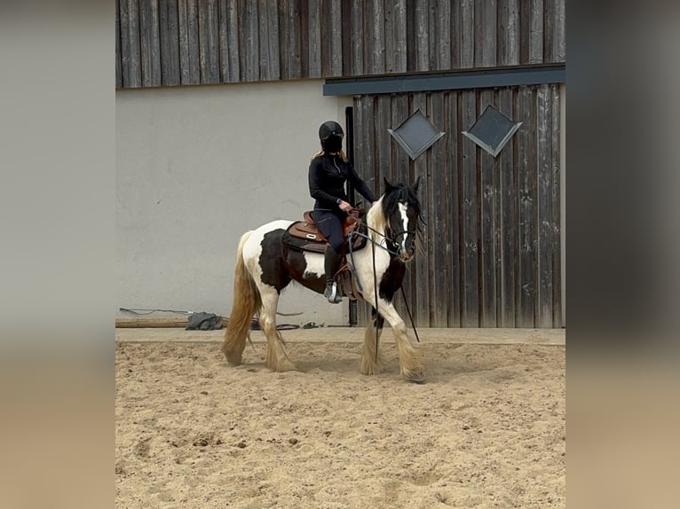 Cob Irlandese / Tinker / Gypsy Vanner Giumenta 4 Anni 148 cm Pezzato in Daleiden