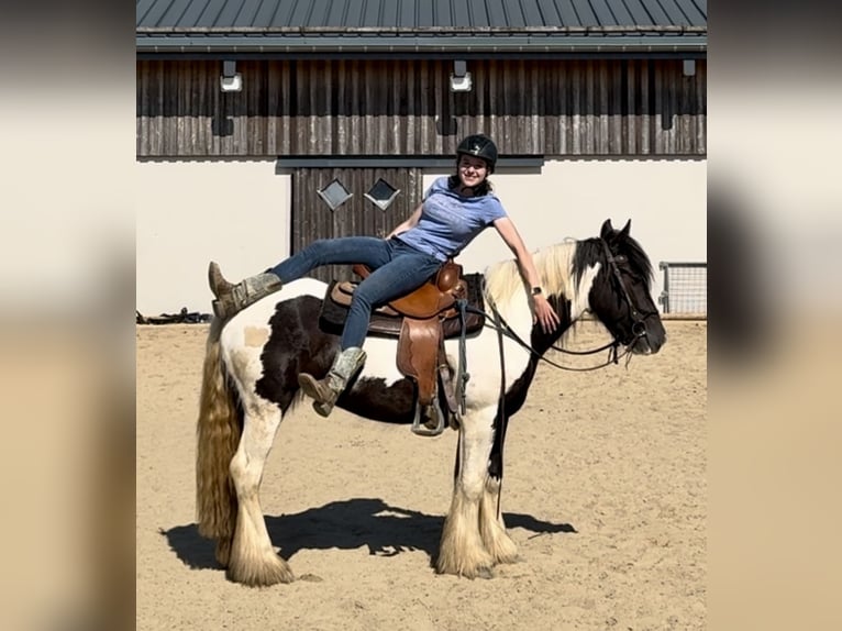 Cob Irlandese / Tinker / Gypsy Vanner Giumenta 4 Anni 148 cm Pezzato in Daleiden