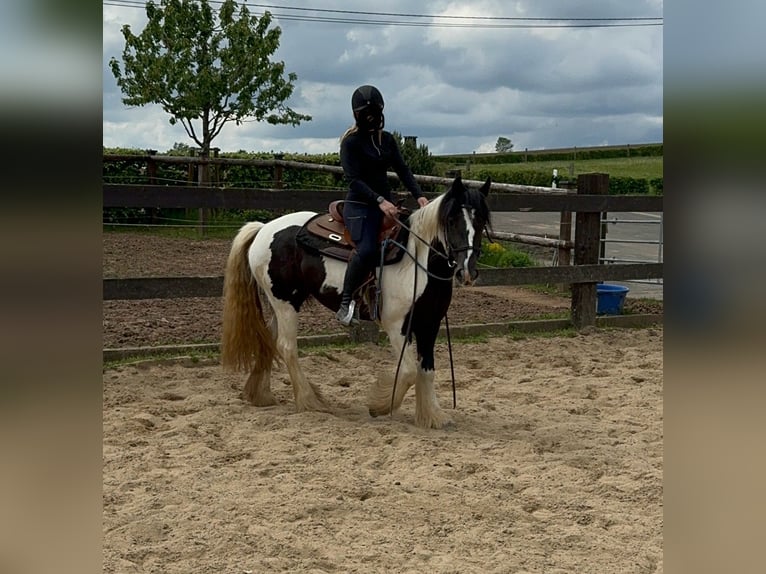 Cob Irlandese / Tinker / Gypsy Vanner Giumenta 4 Anni 148 cm Pezzato in Daleiden