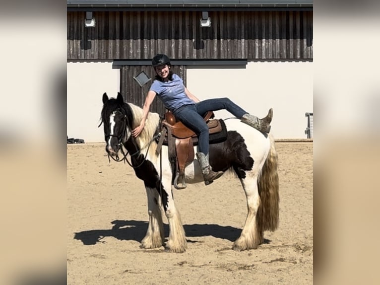 Cob Irlandese / Tinker / Gypsy Vanner Giumenta 4 Anni 148 cm Pezzato in Daleiden