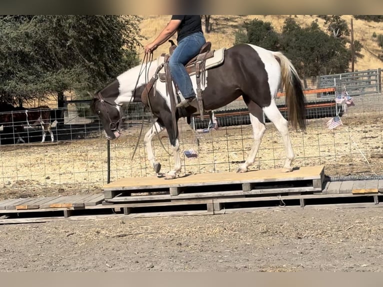 Cob Irlandese / Tinker / Gypsy Vanner Giumenta 4 Anni 150 cm Grullo in Bitterwater CA