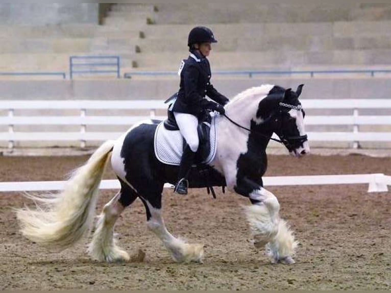 Cob Irlandese / Tinker / Gypsy Vanner Giumenta 4 Anni 152 cm Può diventare grigio in Seattle