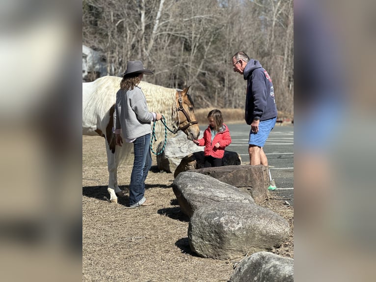 Cob Irlandese / Tinker / Gypsy Vanner Mix Giumenta 4 Anni 155 cm in Granby, CT