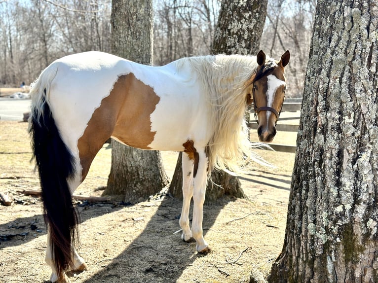 Cob Irlandese / Tinker / Gypsy Vanner Mix Giumenta 4 Anni 155 cm in Granby, CT