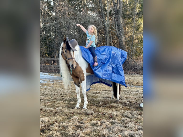 Cob Irlandese / Tinker / Gypsy Vanner Mix Giumenta 4 Anni 155 cm in Granby, CT