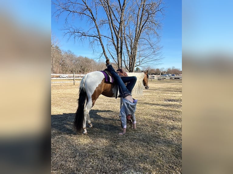 Cob Irlandese / Tinker / Gypsy Vanner Mix Giumenta 4 Anni 155 cm in Granby, CT