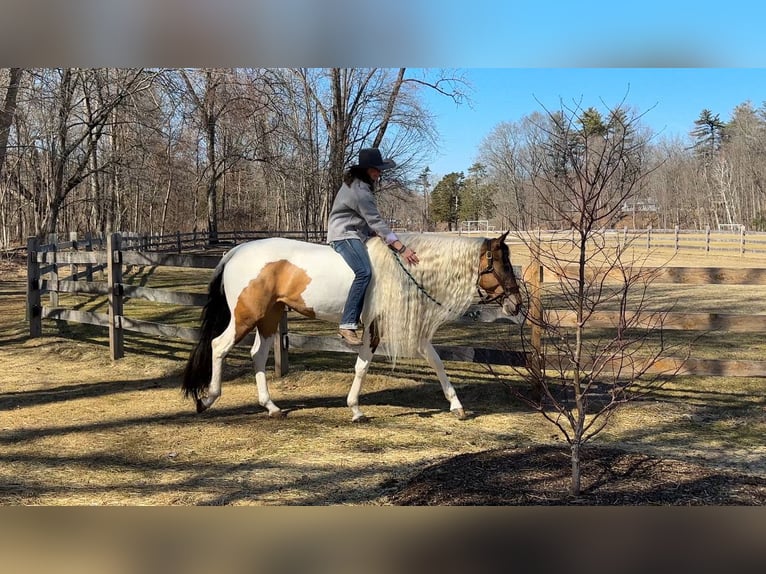 Cob Irlandese / Tinker / Gypsy Vanner Mix Giumenta 4 Anni 155 cm in Granby, CT