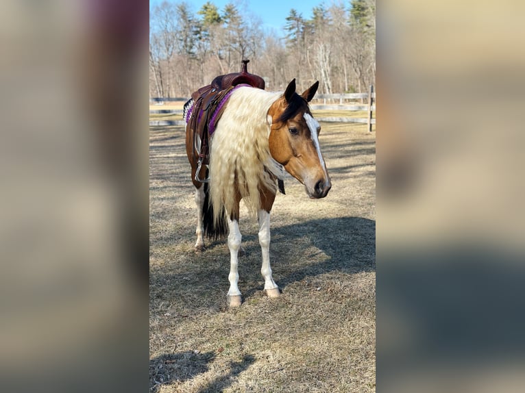 Cob Irlandese / Tinker / Gypsy Vanner Mix Giumenta 4 Anni 155 cm in Granby, CT