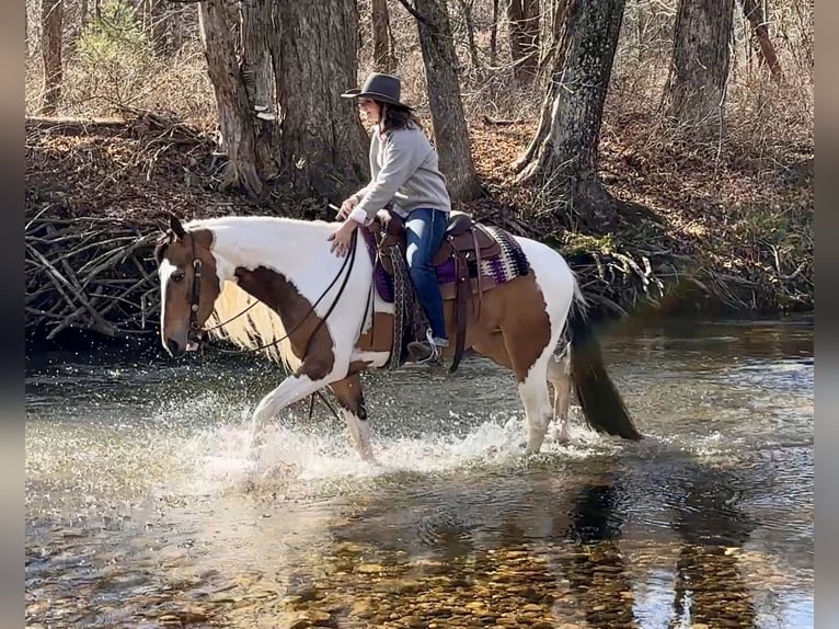 Cob Irlandese / Tinker / Gypsy Vanner Mix Giumenta 4 Anni 155 cm in Granby, CT