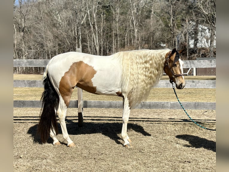 Cob Irlandese / Tinker / Gypsy Vanner Mix Giumenta 4 Anni 155 cm in Granby, CT