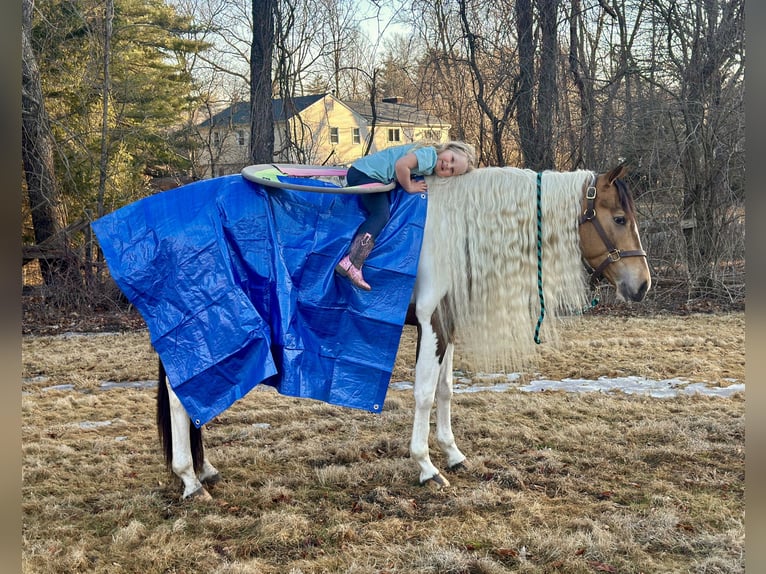 Cob Irlandese / Tinker / Gypsy Vanner Mix Giumenta 4 Anni 155 cm in Granby, CT