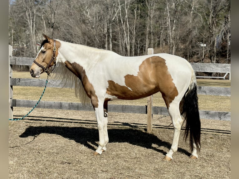 Cob Irlandese / Tinker / Gypsy Vanner Mix Giumenta 4 Anni 155 cm in Granby, CT