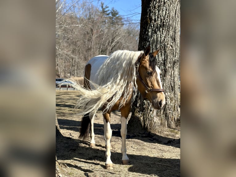 Cob Irlandese / Tinker / Gypsy Vanner Mix Giumenta 4 Anni 155 cm in Granby, CT