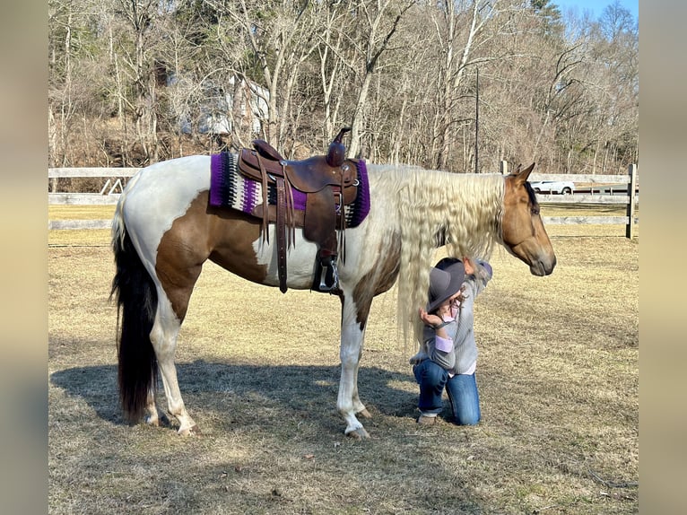 Cob Irlandese / Tinker / Gypsy Vanner Mix Giumenta 4 Anni 155 cm in Granby, CT