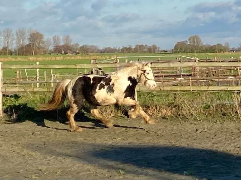 Cob Irlandese / Tinker / Gypsy Vanner Giumenta 5 Anni 125 cm Grigio ferro in Eethen