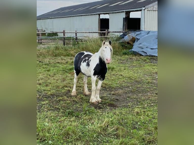 Cob Irlandese / Tinker / Gypsy Vanner Giumenta 5 Anni 125 cm Grigio ferro in Eethen