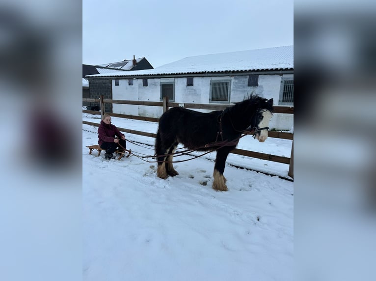 Cob Irlandese / Tinker / Gypsy Vanner Giumenta 5 Anni 125 cm Morello in Bogaarden