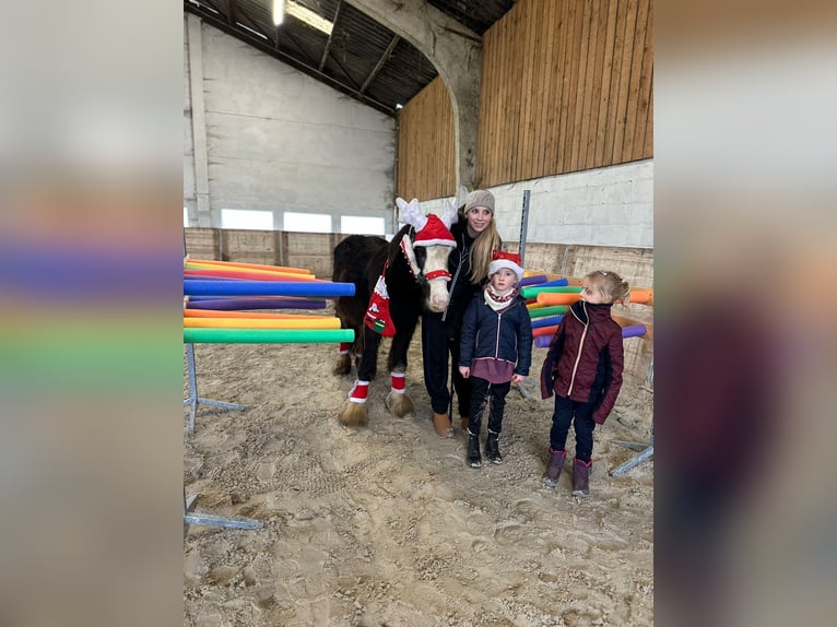 Cob Irlandese / Tinker / Gypsy Vanner Giumenta 5 Anni 125 cm Morello in Bogaarden