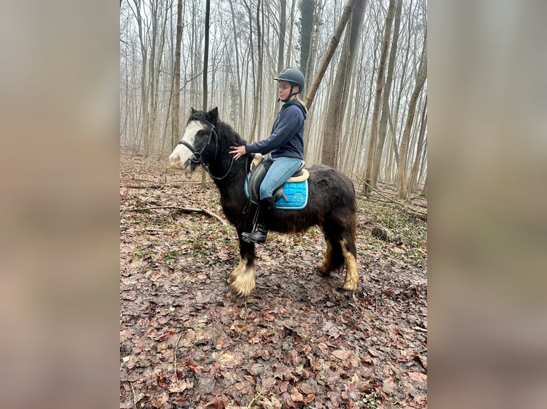 Cob Irlandese / Tinker / Gypsy Vanner Giumenta 5 Anni 125 cm Morello in Bogaarden