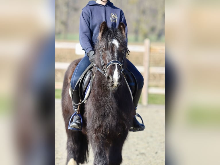 Cob Irlandese / Tinker / Gypsy Vanner Giumenta 5 Anni 127 cm Morello in Bogaarden