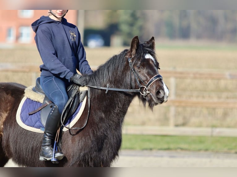 Cob Irlandese / Tinker / Gypsy Vanner Giumenta 5 Anni 127 cm Morello in Bogaarden