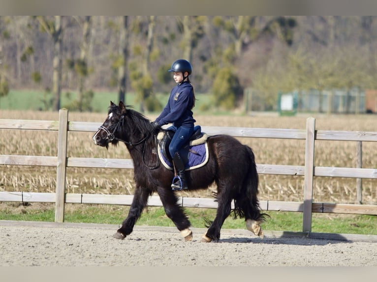 Cob Irlandese / Tinker / Gypsy Vanner Giumenta 5 Anni 127 cm Morello in Bogaarden