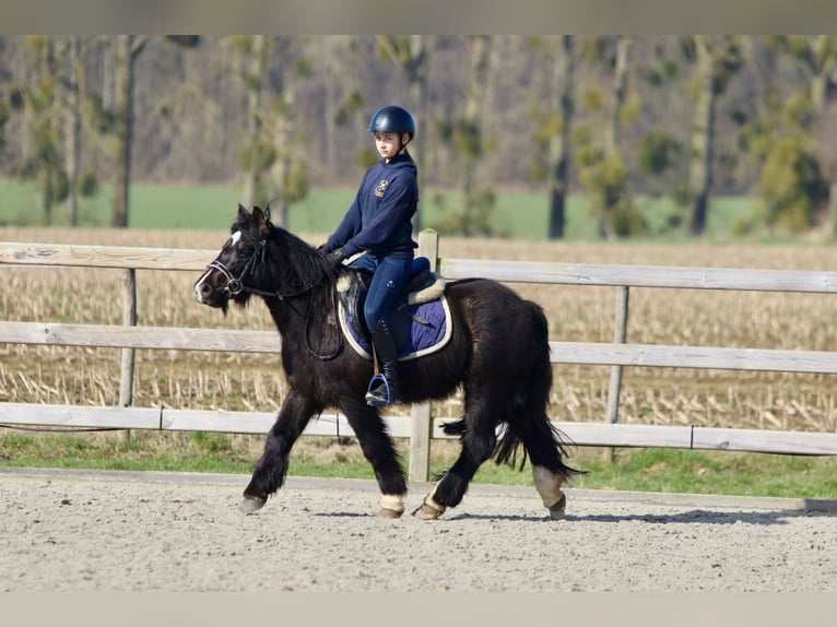 Cob Irlandese / Tinker / Gypsy Vanner Giumenta 5 Anni 127 cm Morello in Bogaarden