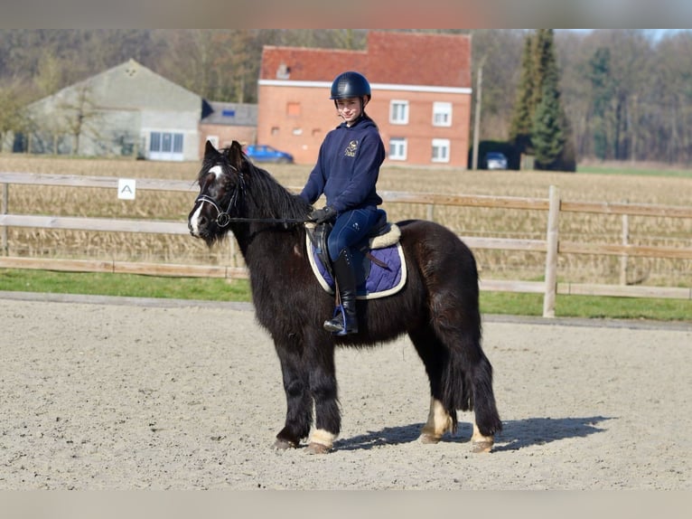 Cob Irlandese / Tinker / Gypsy Vanner Giumenta 5 Anni 127 cm Morello in Bogaarden