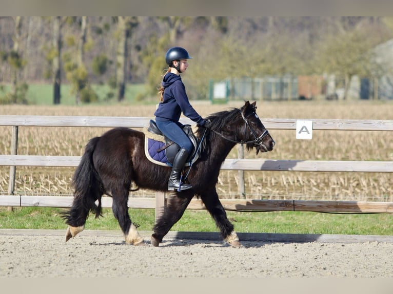 Cob Irlandese / Tinker / Gypsy Vanner Giumenta 5 Anni 127 cm Morello in Bogaarden